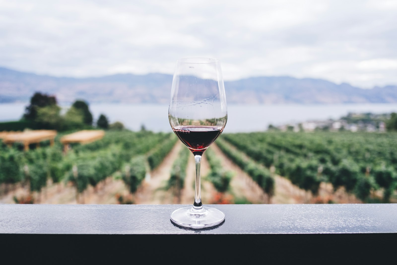 Sonoma wine country vineyards, California